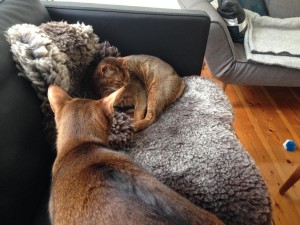 Knohr & Ekko      