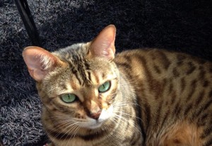 Roxy      