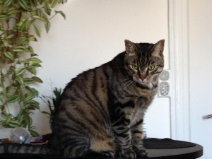 Moshi      